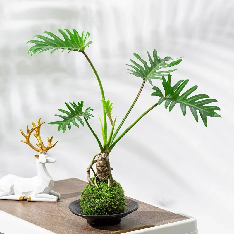 龙鳞小天使老桩室内盆栽绿植苔藓球绿植去甲醛清新直播间一物一拍