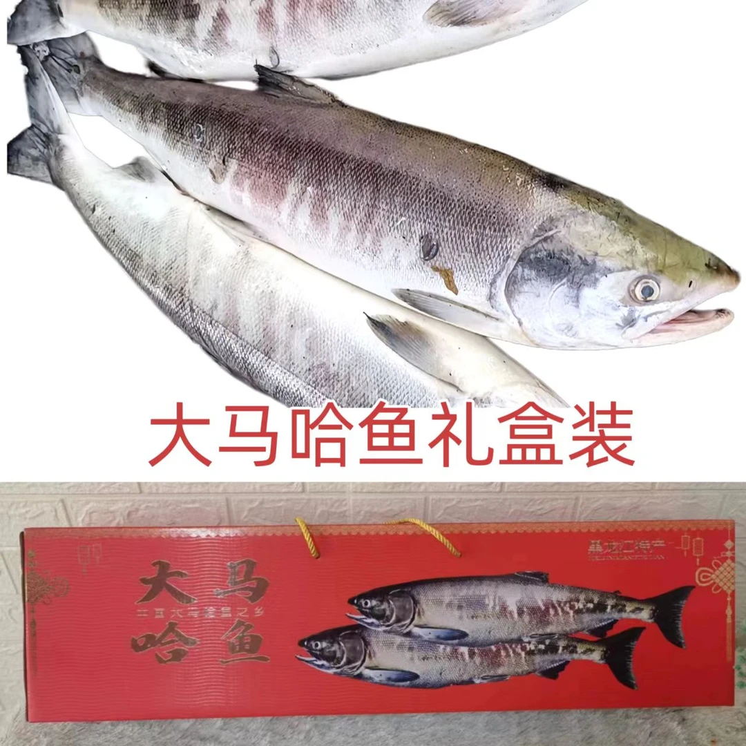 冰冻大马哈鱼黑龙江新鲜大马哈鱼天然野生大马哈鱼