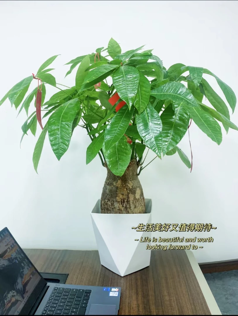 【亏米】发财树50-60cm盆栽绿植物招财树室内吸甲醛A2