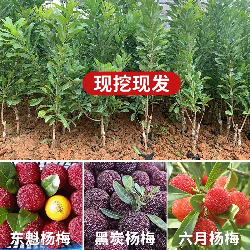 早熟品种水晶杨梅苗黑炭杨梅苗东魁杨梅苗南北方可种植带土带叶