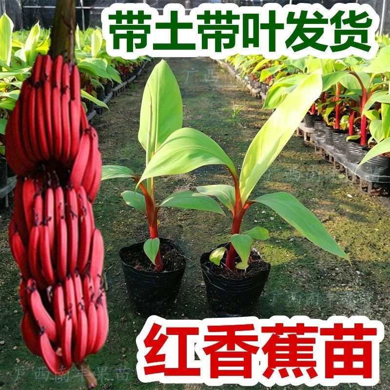 广西新品种红美人红香蕉苗带土带叶发货当年种植当年结果