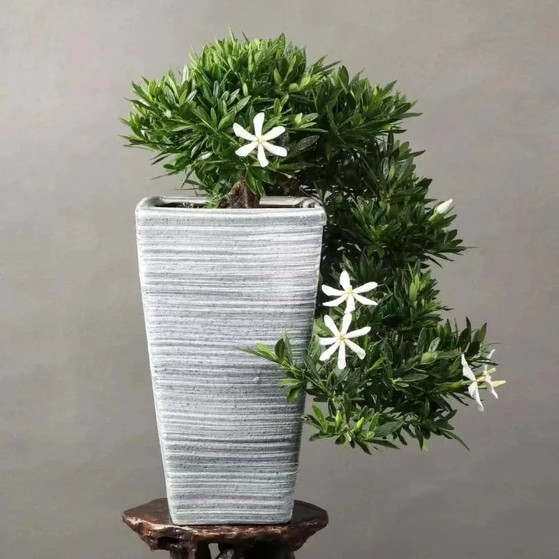 江西深山的栀子花
