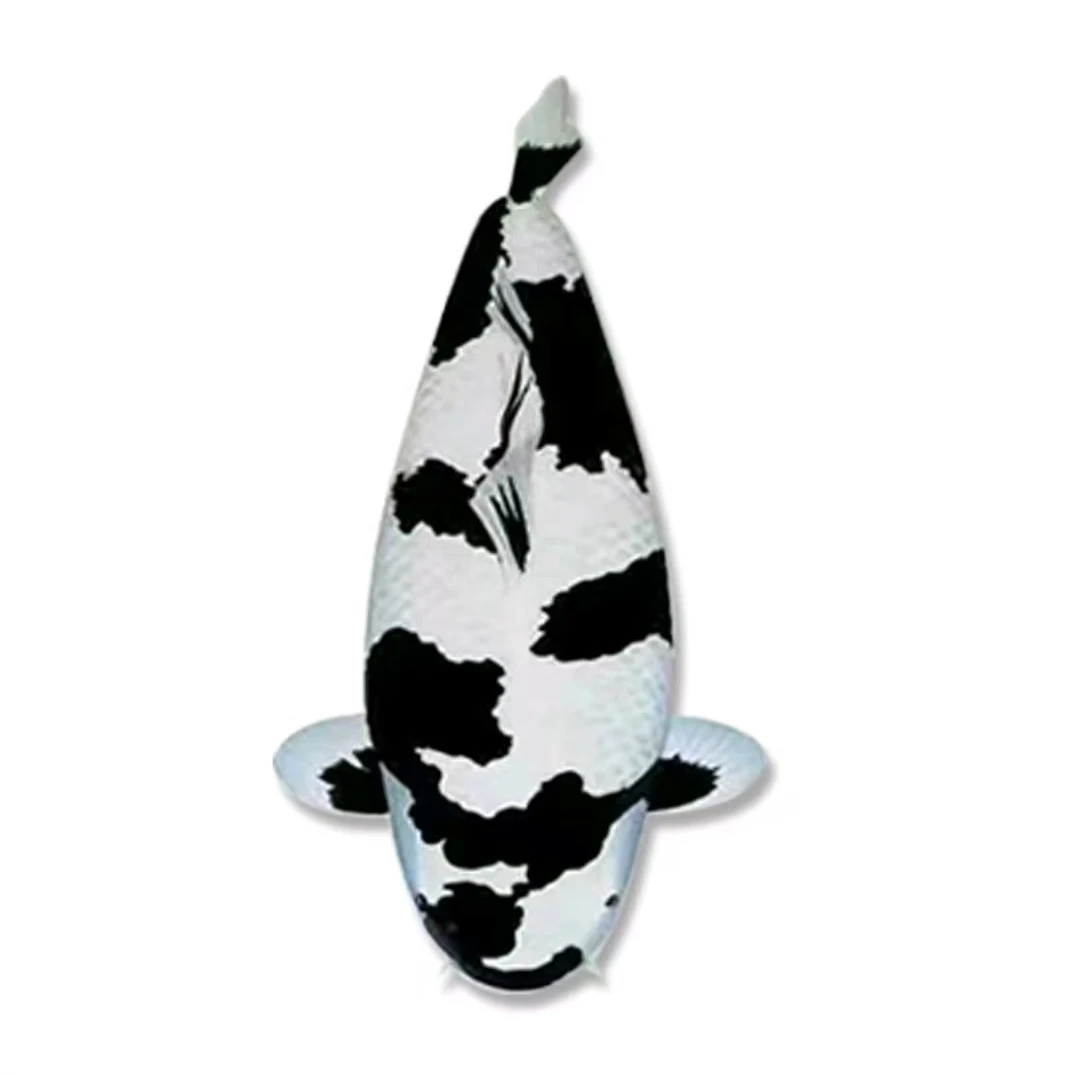 （明东推荐）精品白写锦鲤鱼场直销顺丰发货养鱼饲养活体养鱼饲养