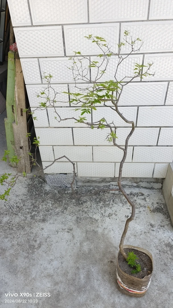 盆栽老桩，直播间一物一拍链接。