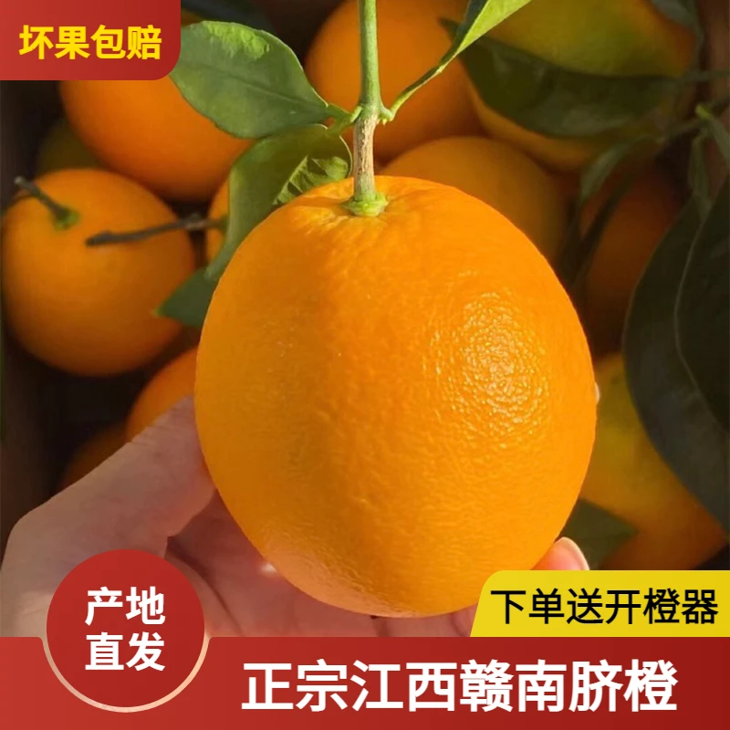 【北方保温防冻】赣南脐橙新鲜采摘橙味浓郁香甜爆汁天然农家种植