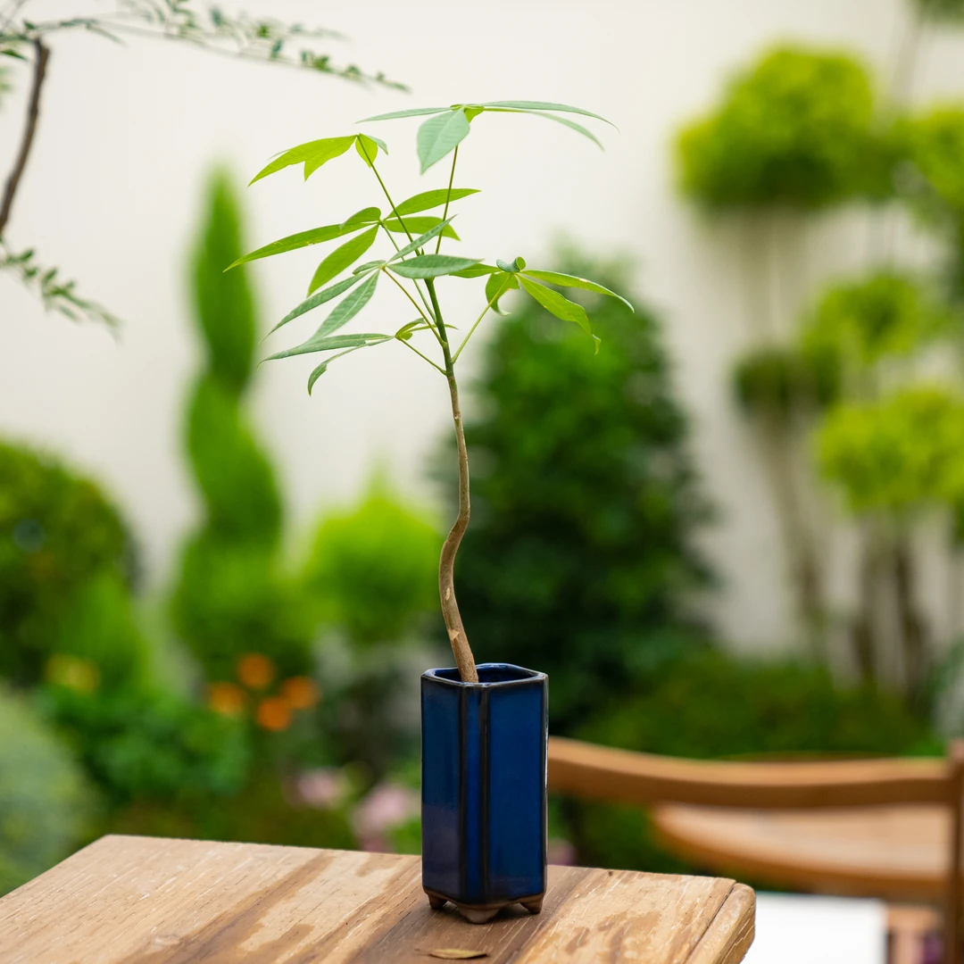 泡泡泥奇趣发财树办公室茶台植物摆件茶桌盆景