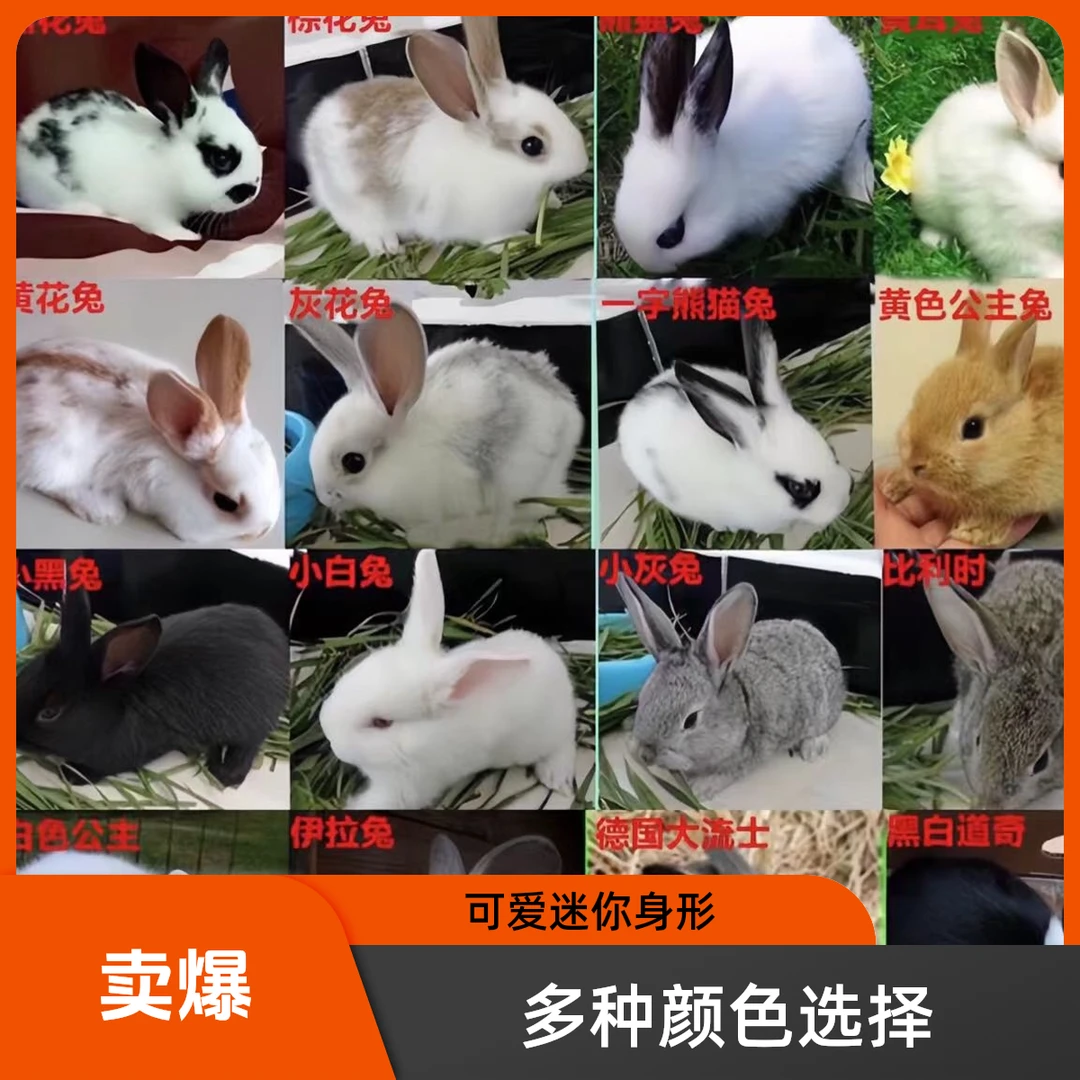 小白兔100三只家兔肉兔宠物兔满月兔幼兔生鲜