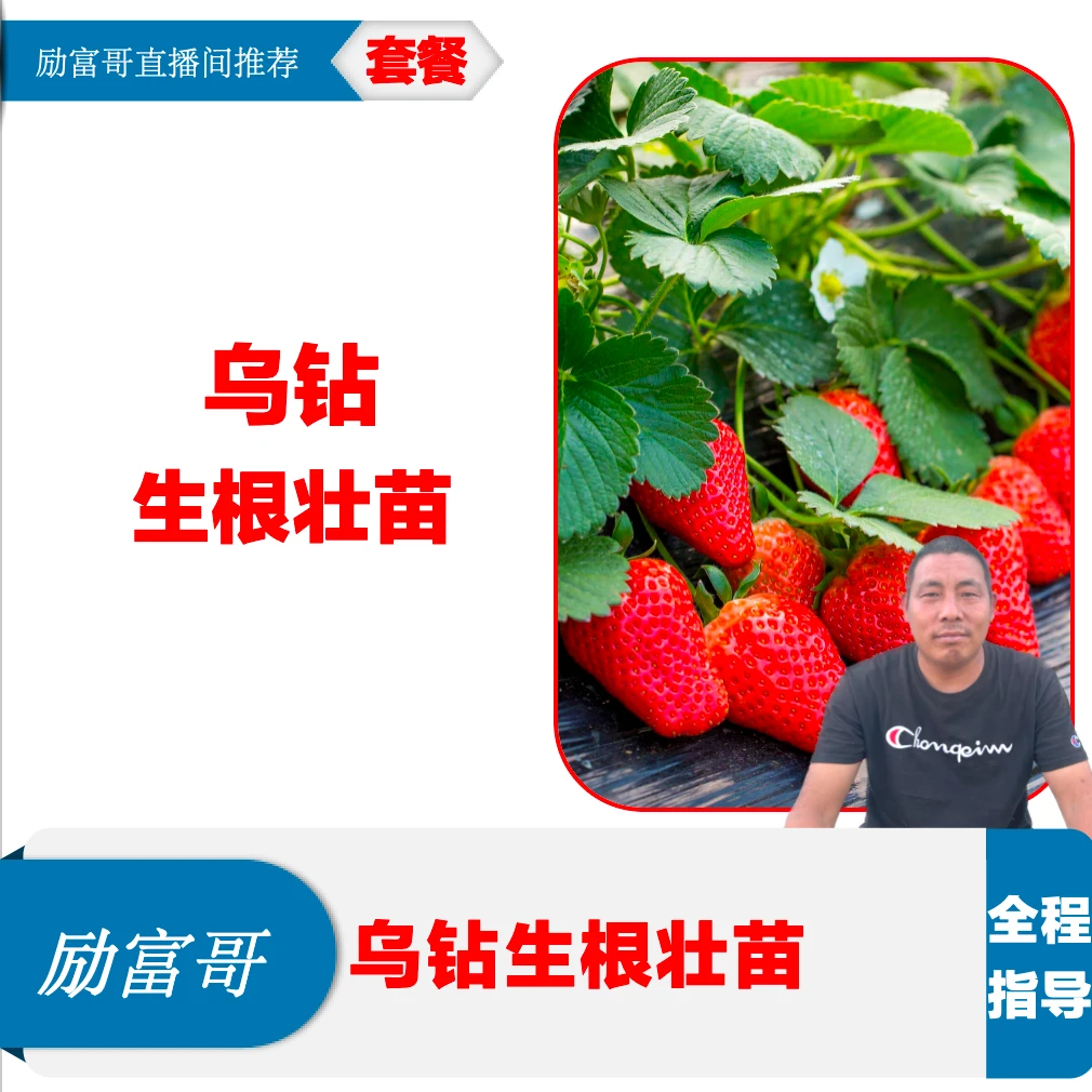 【草莓乌钻】种植育苗滴灌生根壮苗营养有机肥