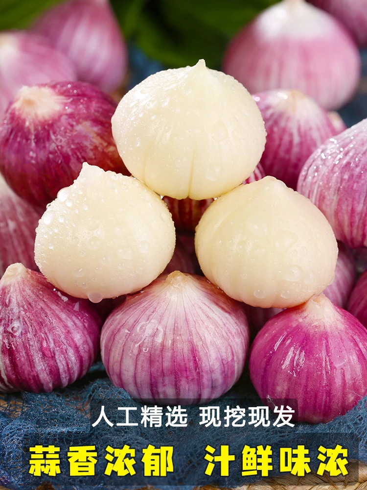 云南独大蒜独头蒜新鲜紫皮独蒜湿大蒜红珍珠干蒜蔬菜当季大个饱满