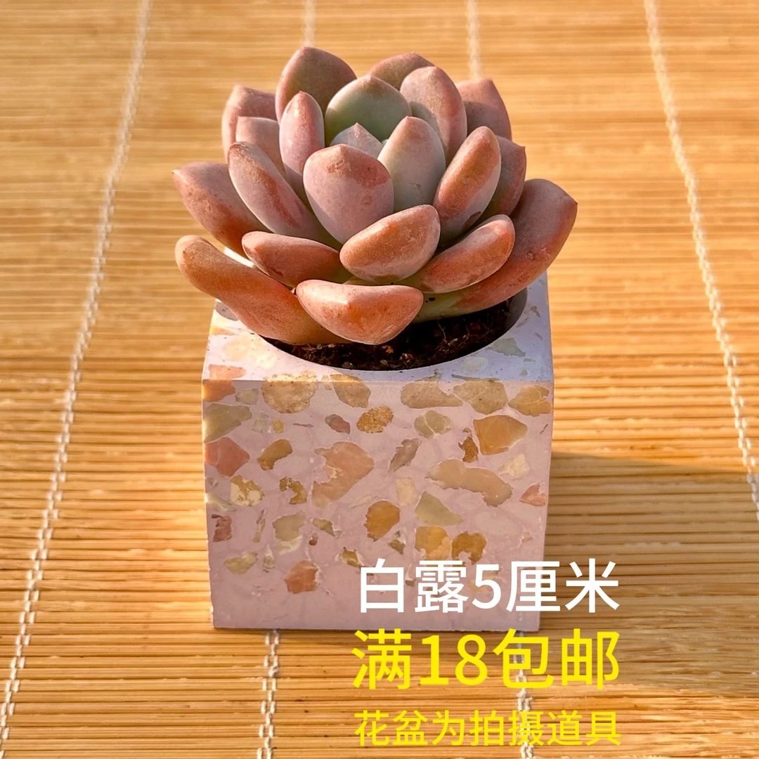 白鹭穴盘苗3cm05棵 多肉植物满18（发货）包邮 带原始土球发货