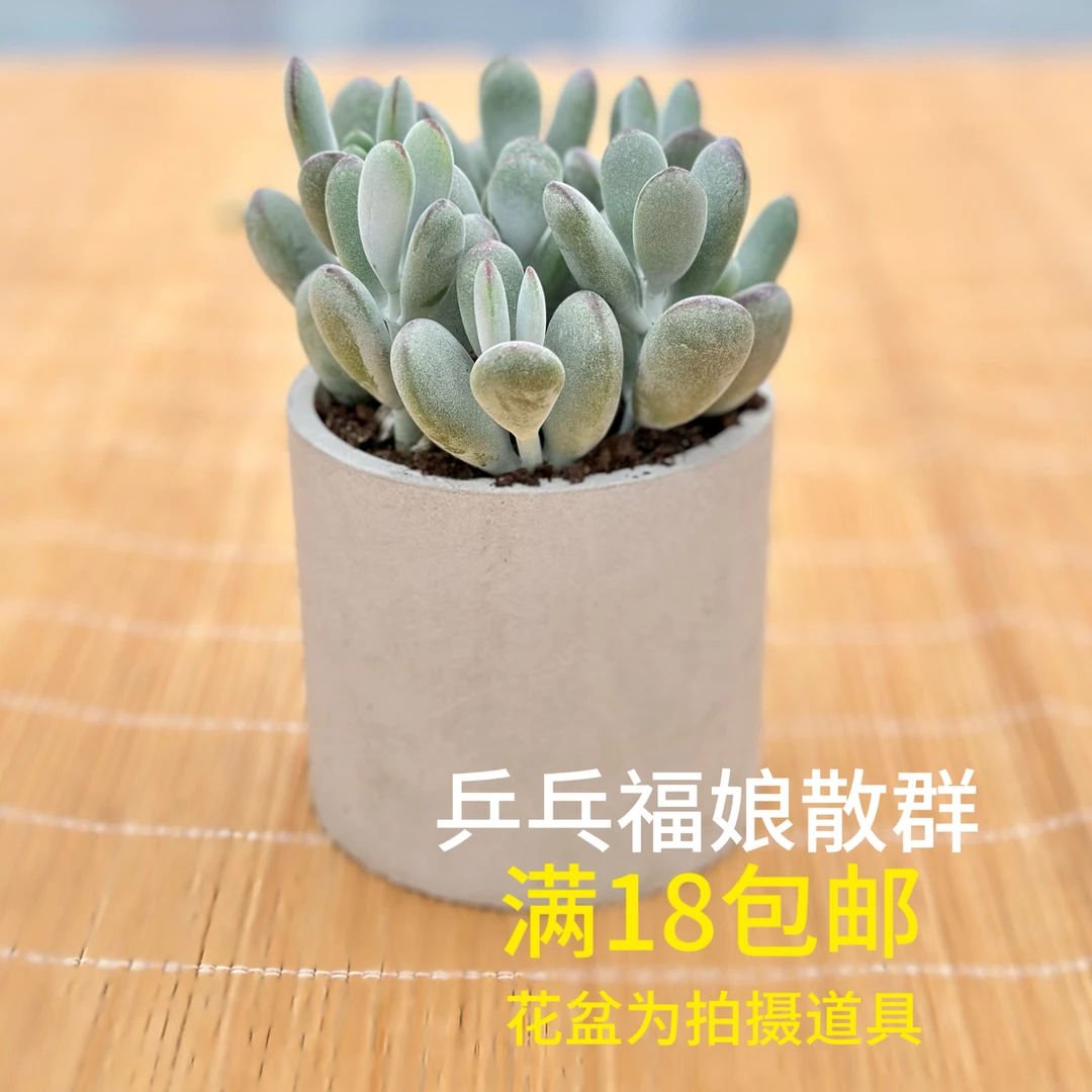 乒乓福娘散群带盆土发货多肉植物全国满18（发货）包邮 冠幅6CM+