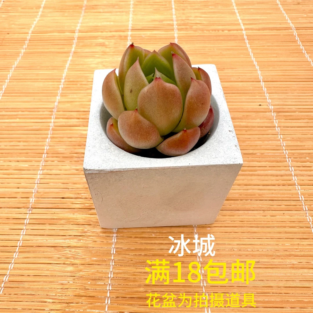 冰城穴盘苗3cm05棵多肉植物满18（发货）包邮 带原始土球盆土发货