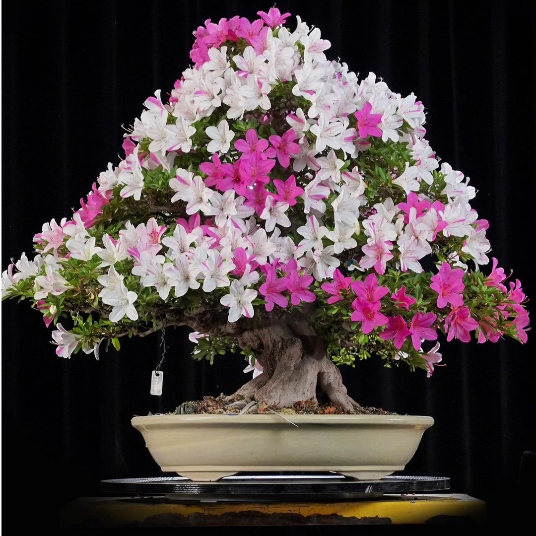 杜鹃百年生桩免费代养一年免费嫁接丹东安酷皋月杜鹃花