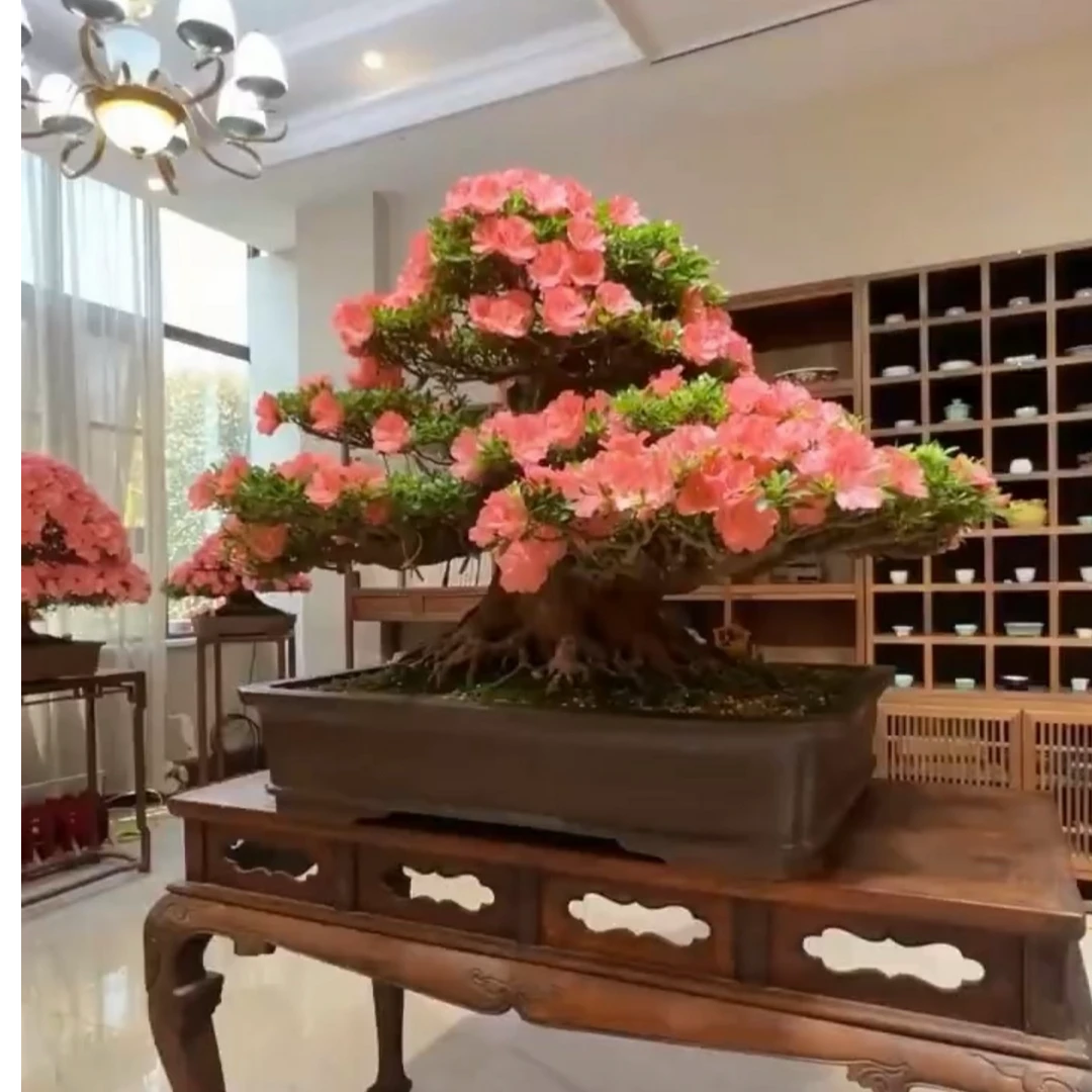 杜鹃百年老桩寄养代养一年免费嫁接皋月杜鹃安酷杜鹃丹东杜鹃花