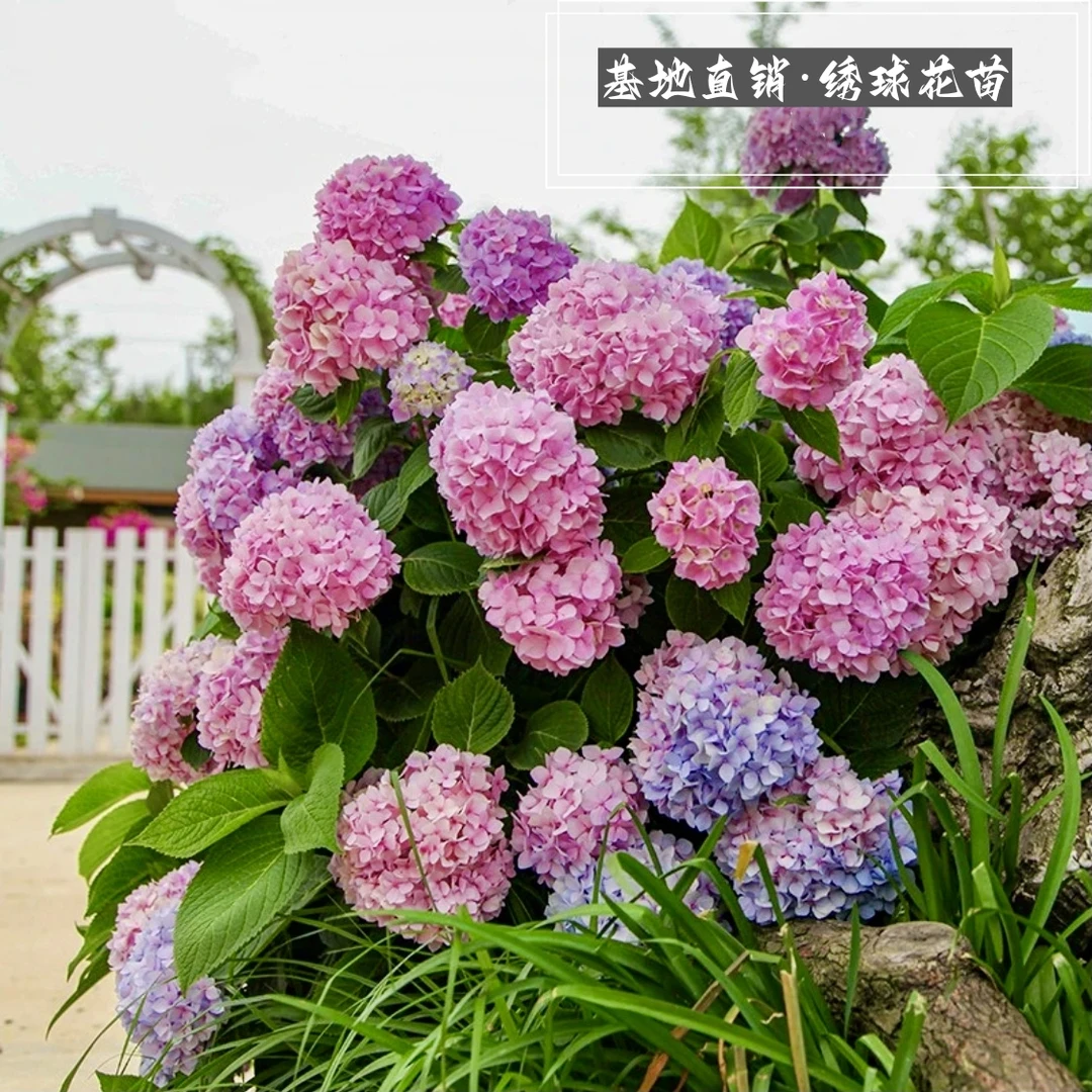 绣球花苗盆栽花卉植物庭院重瓣中华小绣球花四季开花无尽夏花绣球