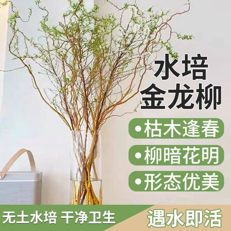 金龙柳新鲜切枝四季水养室内阳台装饰趣味绿植泡水生根发芽