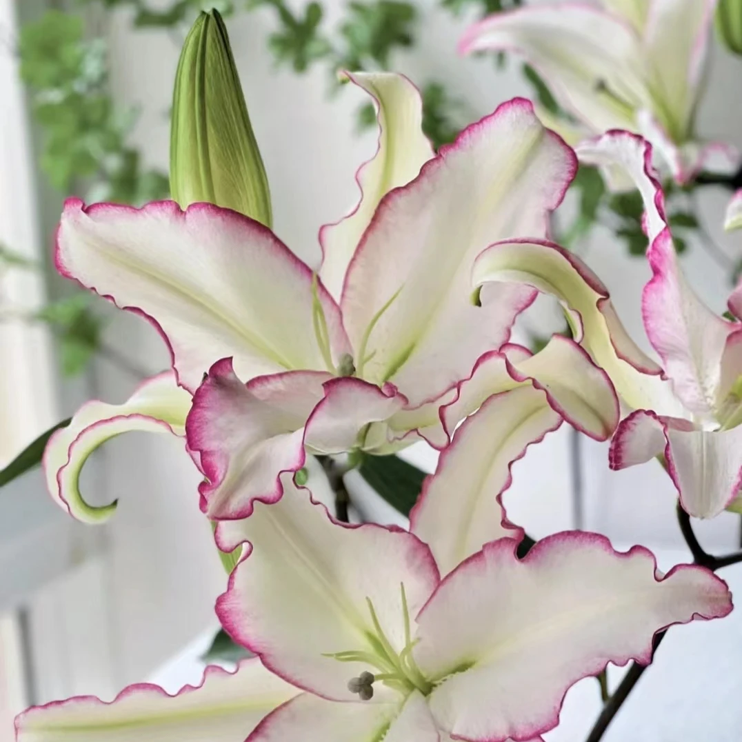 唇彩香水百合花顺丰包邮粉边白色花瓣百合花云南基地直发稀有百合