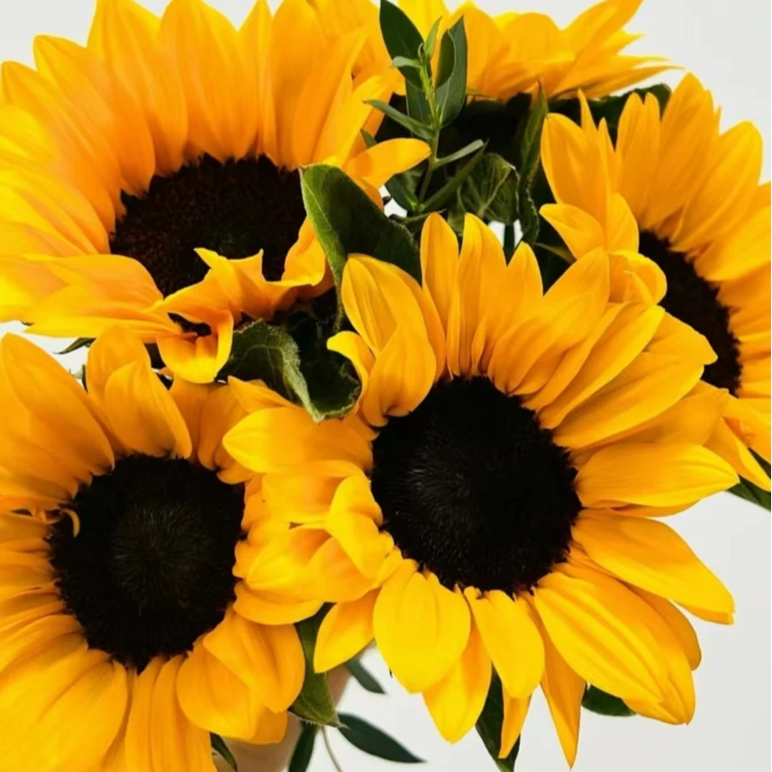 A级向日葵鲜花顺丰包邮 毕业季花束 送老师同学朋友 大花黑金