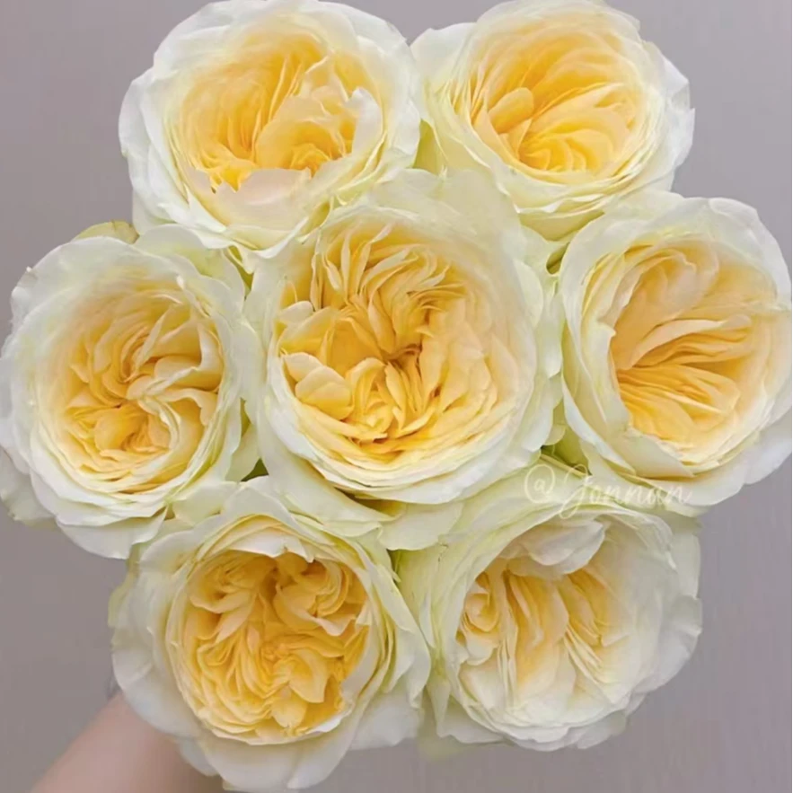 【两单顺丰一单普快】奶油杯单头玫瑰云南基地直发稀有高端玫瑰