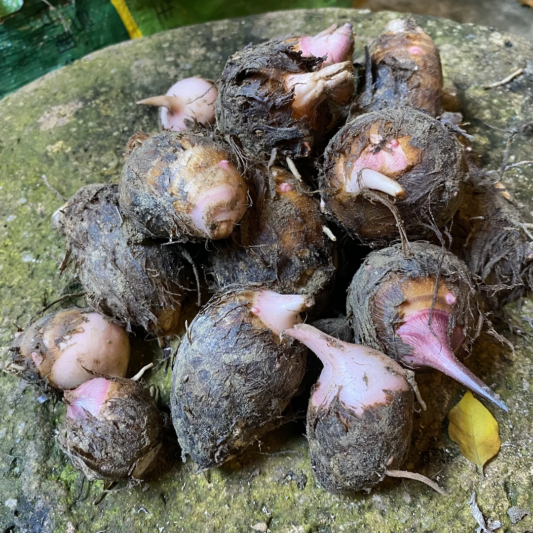 农家种植红芽芋头仔粉糯软滑3斤/5斤