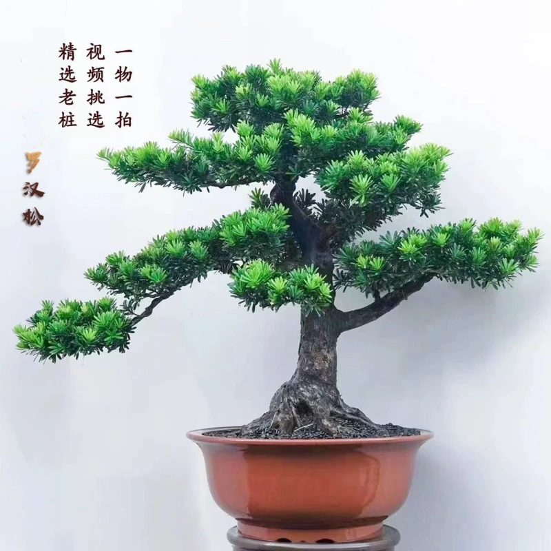 精品罗汉松造型盆景客厅阳台庭院盆景高端老桩四季常青 一物一拍
