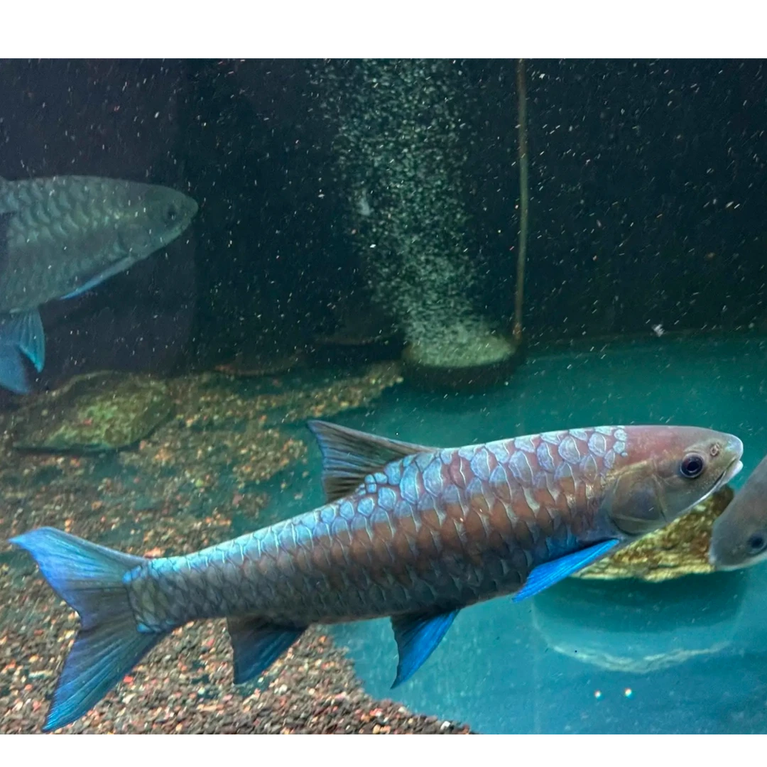 洪崩河异口野生蓝吉罗观赏鱼（定制链接）