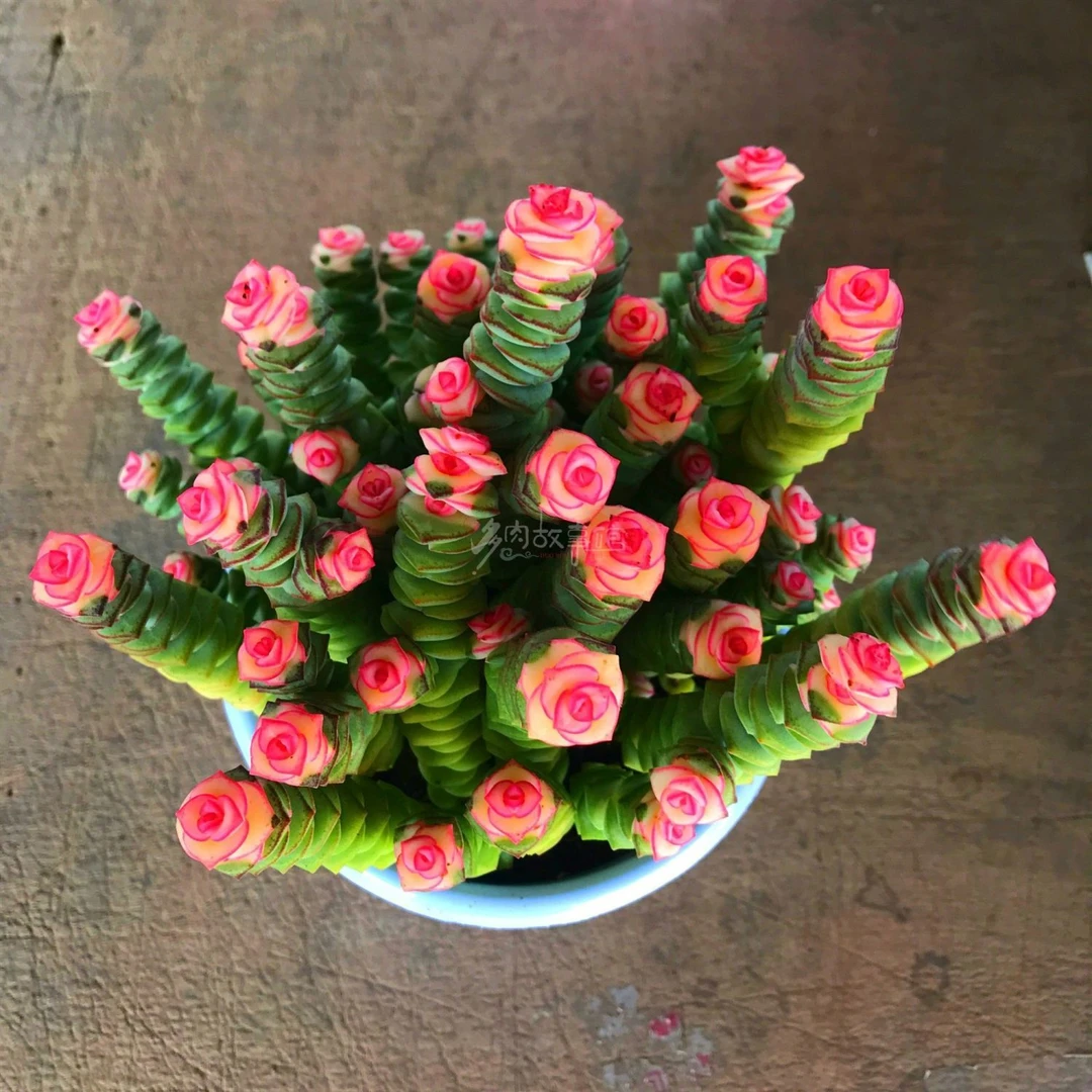 彩色红心钱串 多肉植物新手萌肉肉组合盆栽阳台庭院花卉 大颗老桩