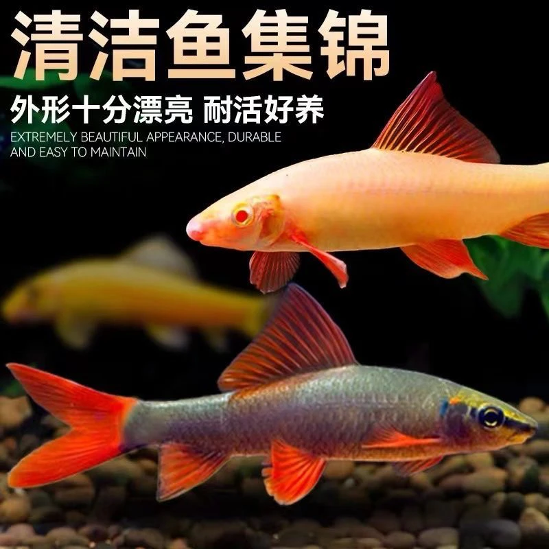 彩虹鲨清洁鱼金苔鼠热带观赏鱼青苔老鼠除藻粪便活体工具