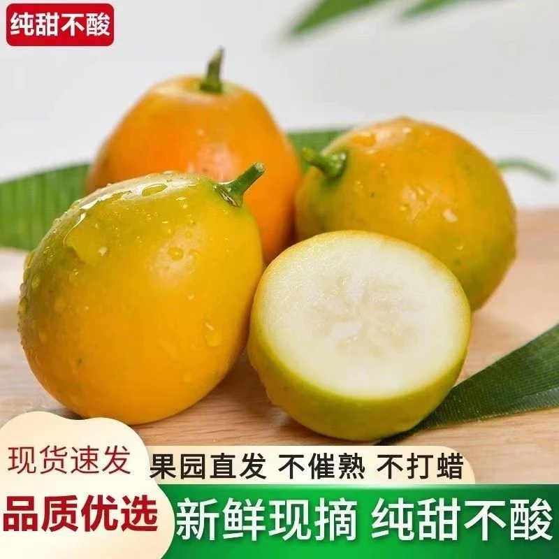 【纯甜无酸】广西特产 融安金桔 地标性新鲜水果柑橘3-5斤微花皮