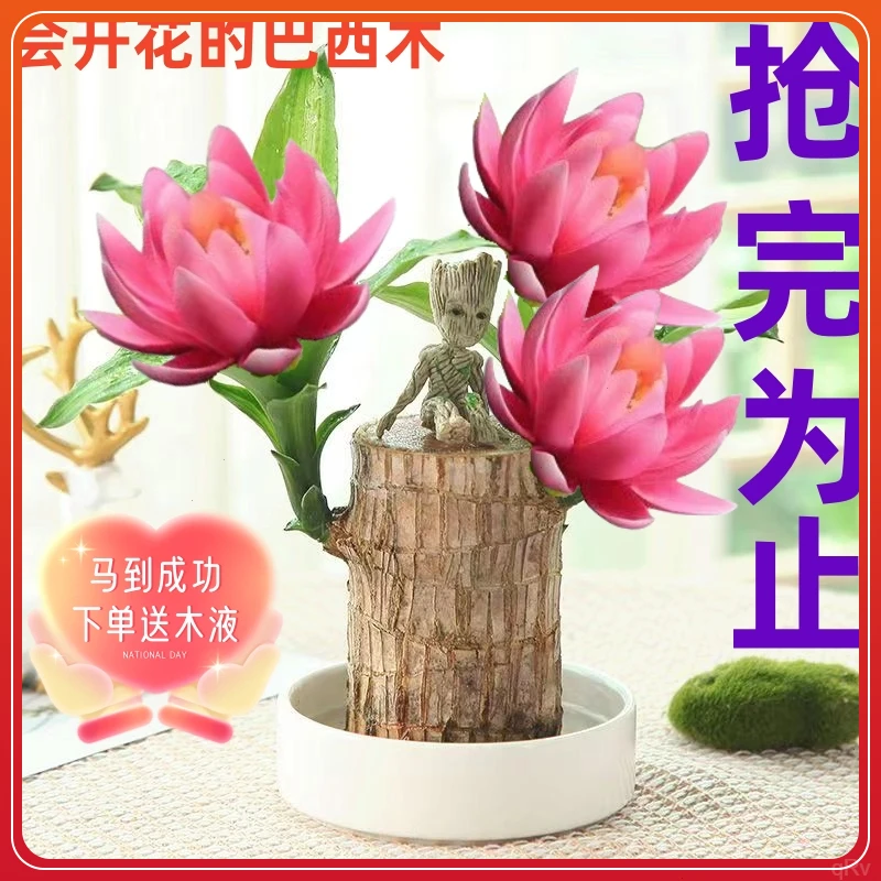 巴西木幸运木懒人开花格鲁特好养活办公室卧室阳桌台室内绿植盆栽