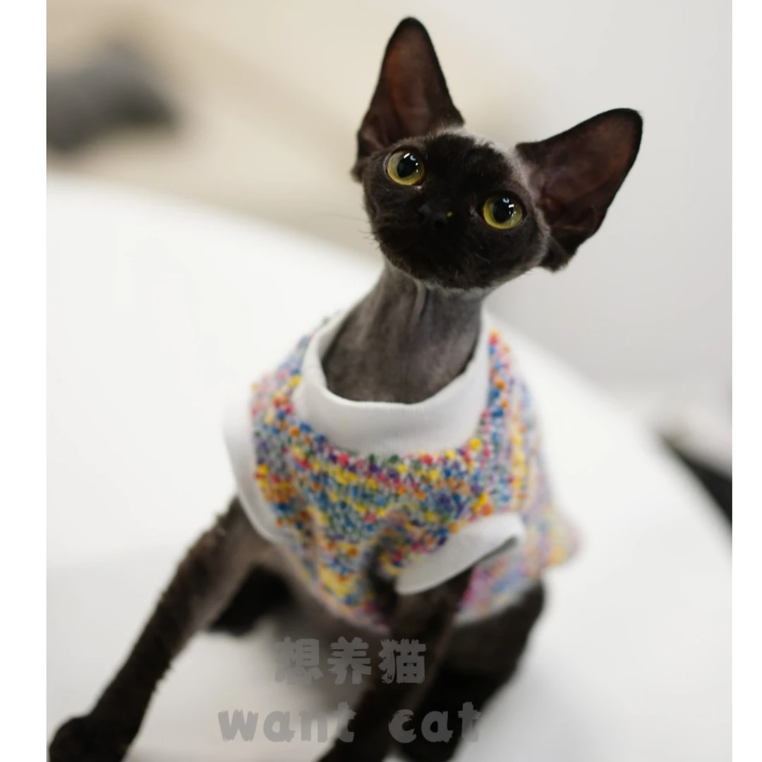 德文卷毛猫小香风针织毛衣背心