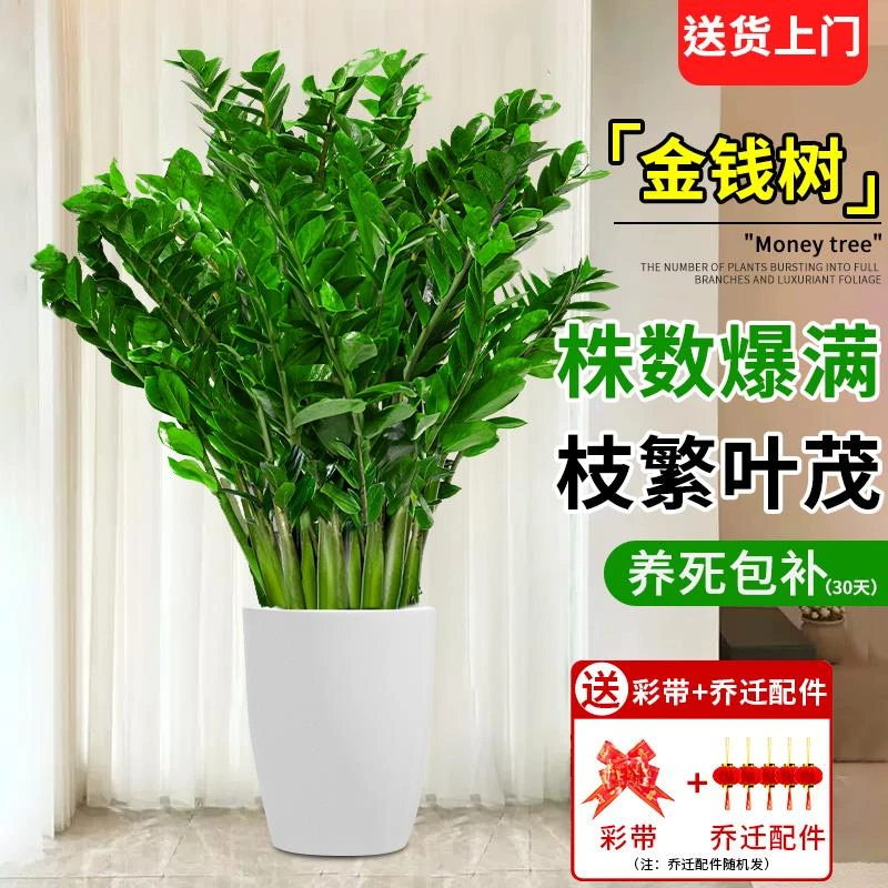 金钱树盆栽室内招财绿植客厅好养摇钱串子小发财树盆景植物大型