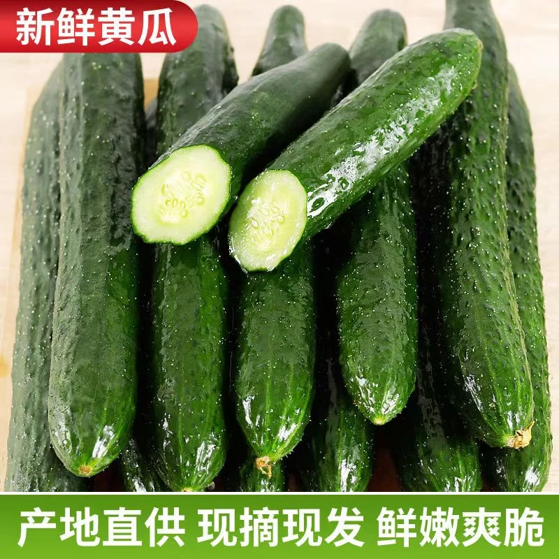 现摘绿心黄瓜生吃带刺黄瓜新鲜农家自种青瓜产地直发脆嫩多汁整箱