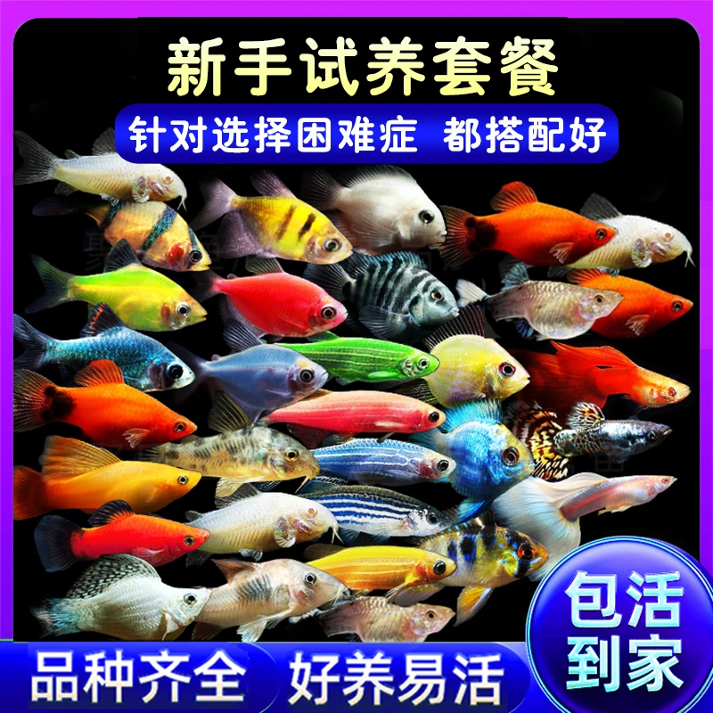 观赏鱼热带鱼小型鱼孔雀鱼斑马鱼鼠鱼短鲷鱼迷你鹦鹉虎皮鱼米奇鱼