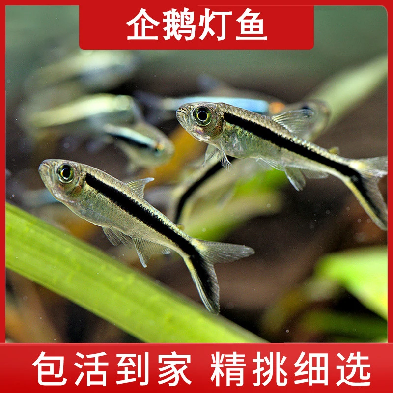 企鹅灯鱼水草缸热带观赏群游灯鱼小型新手入门淡水鱼活体拐棍灯鱼