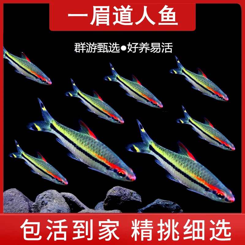 红眉一眉道人鱼灯科鱼小型草缸群游热带淡水鱼观赏鱼活体好养混养