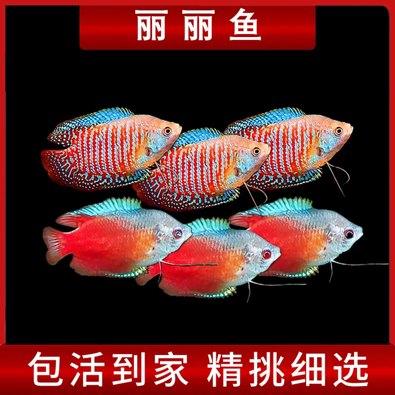 丽丽鱼彩丽丽血丽丽鱼观赏鱼热带鱼活体淡水鱼草缸鱼观赏鱼小型