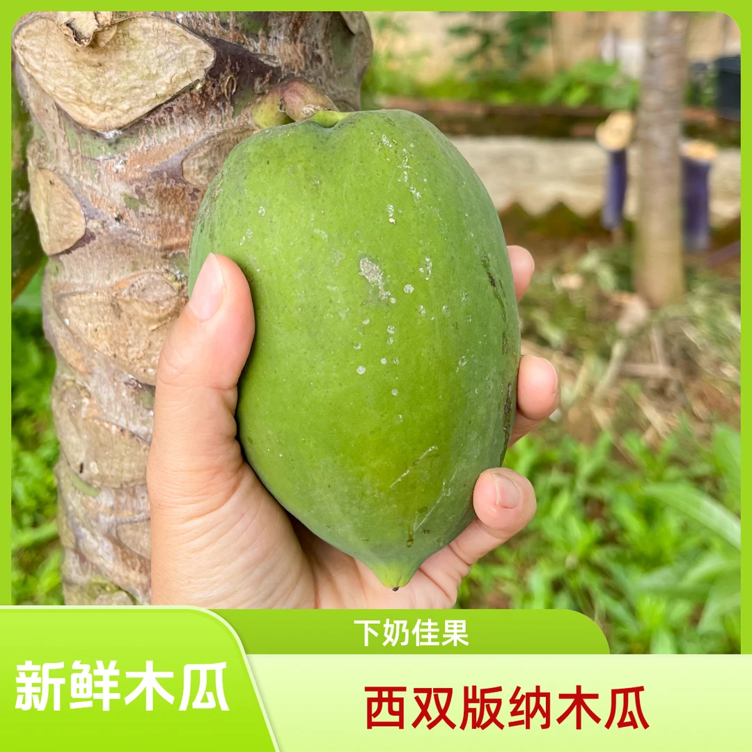云南现摘新鲜青木瓜凉拌生木瓜傣味应季果蔬麻仓扑3斤5斤整箱包邮
