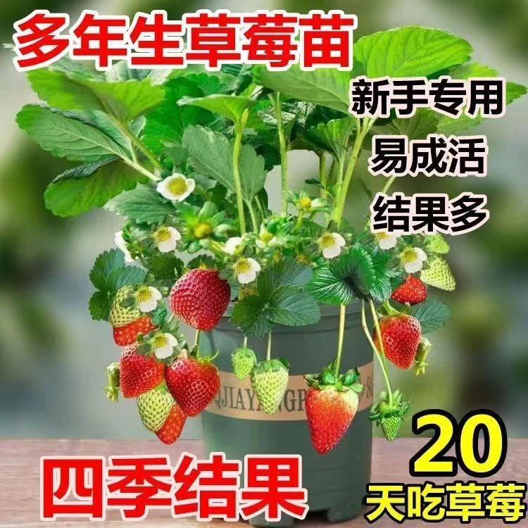 】四季奶油草莓苗地栽盆栽新品种脱毒草莓苗南北方种植