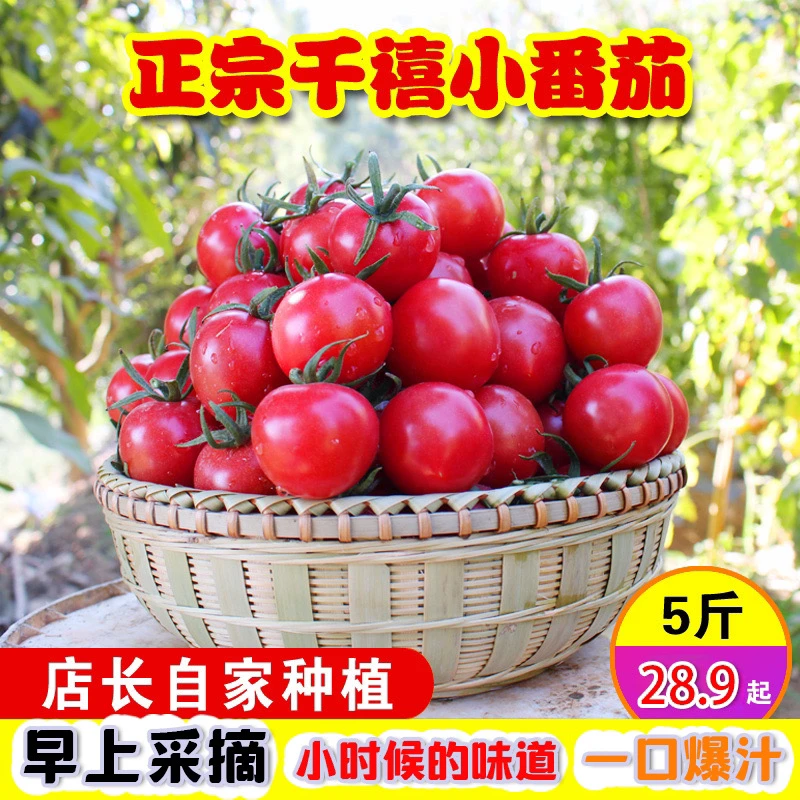 现摘攀枝花千禧小番茄新鲜水果圣女果小樱桃露天自然熟3/5斤邮