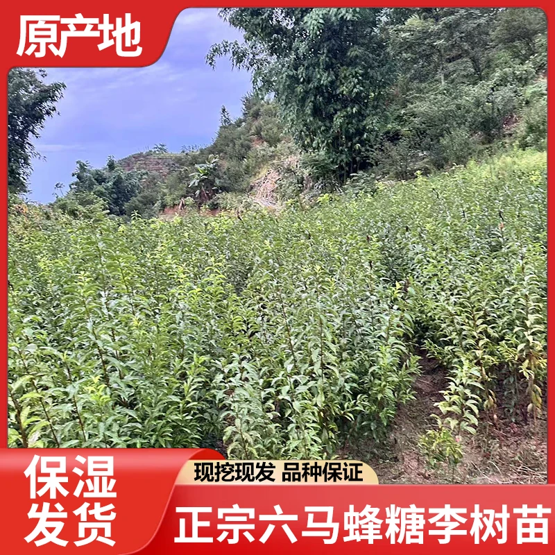 贵州六马蜂糖李树苗盆栽批发现卖产地直发正宗蜂糖李子树苗动作