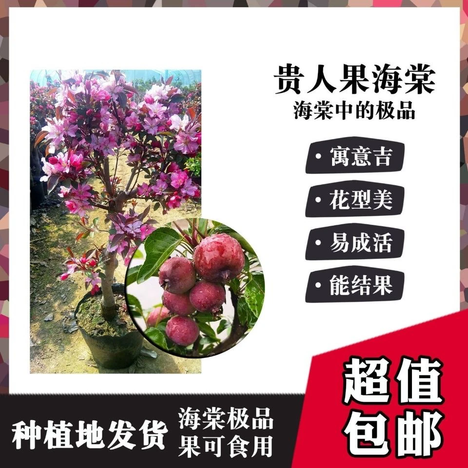 基地直发海棠贵人果