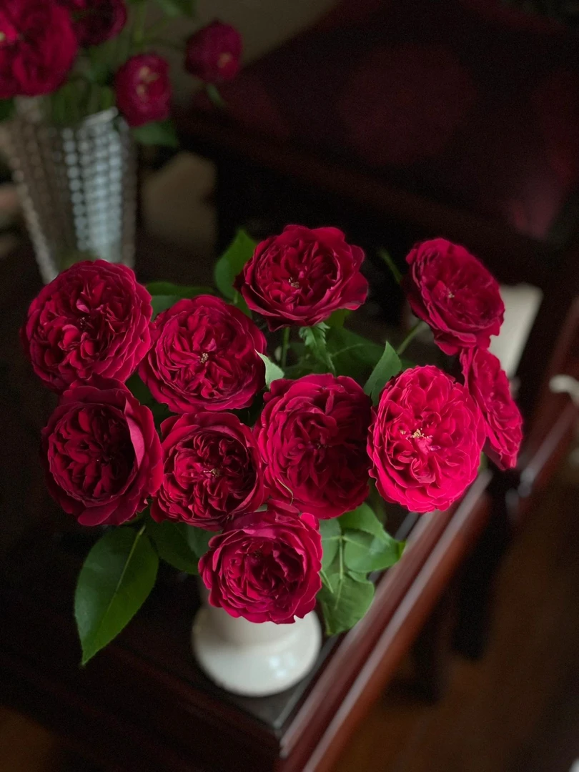 两件包邮！苔丝玫瑰10支(20%以内不售后)