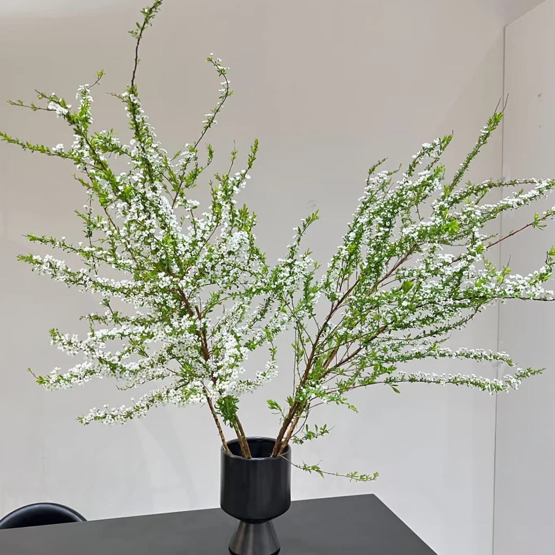 两单包邮！雪柳1把 冬日氛围感拉满！鲜切花不是干枝！