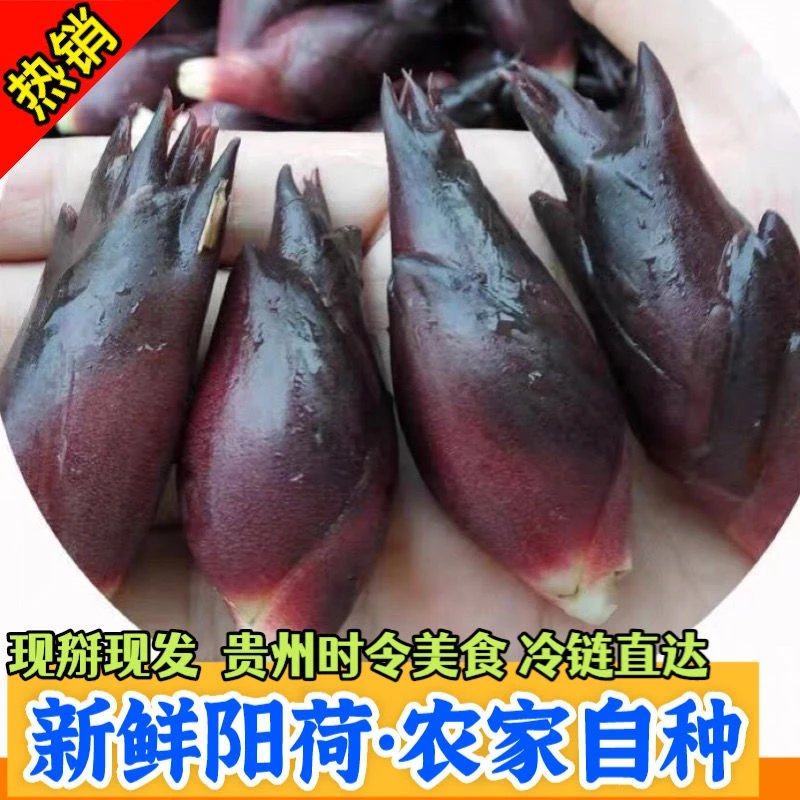 阳荷姜新鲜现摘贵州野菜洋荷洋河姜现掰阳霍带泥农家种植