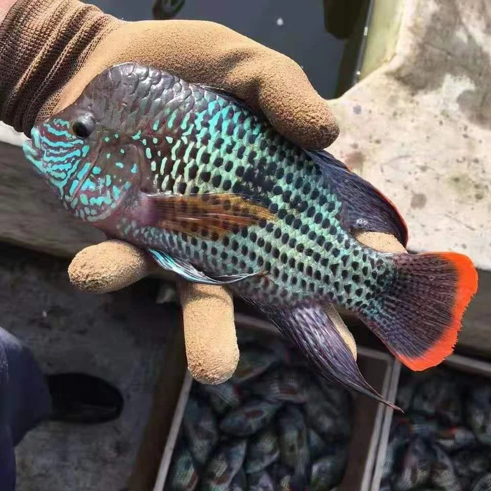 中型凶猛热带玉面皇冠蓝脸老财神罗汉鱼红尾皇冠鱼蓝面财神观赏鱼