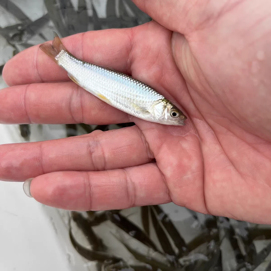 赤眼鳟鱼 红眼鲮 野草鱼 宠物水族鱼