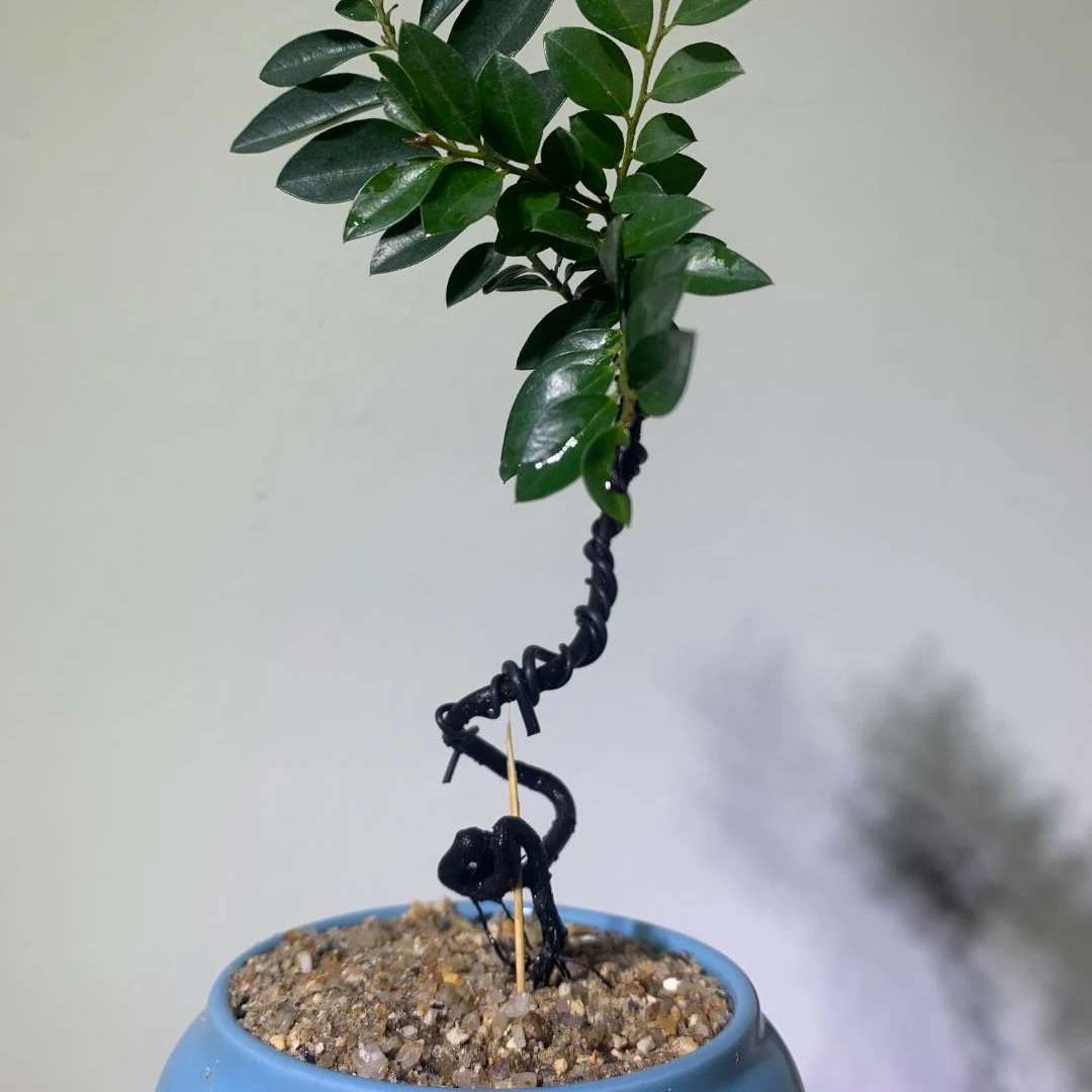 精品  养活观赏绿色花期常常绿圆形树形适合种植黑色打理黑色打理