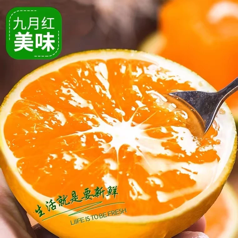 秭归九月红果冻橙香甜爆汁净重4.5斤包邮新鲜采摘HCL