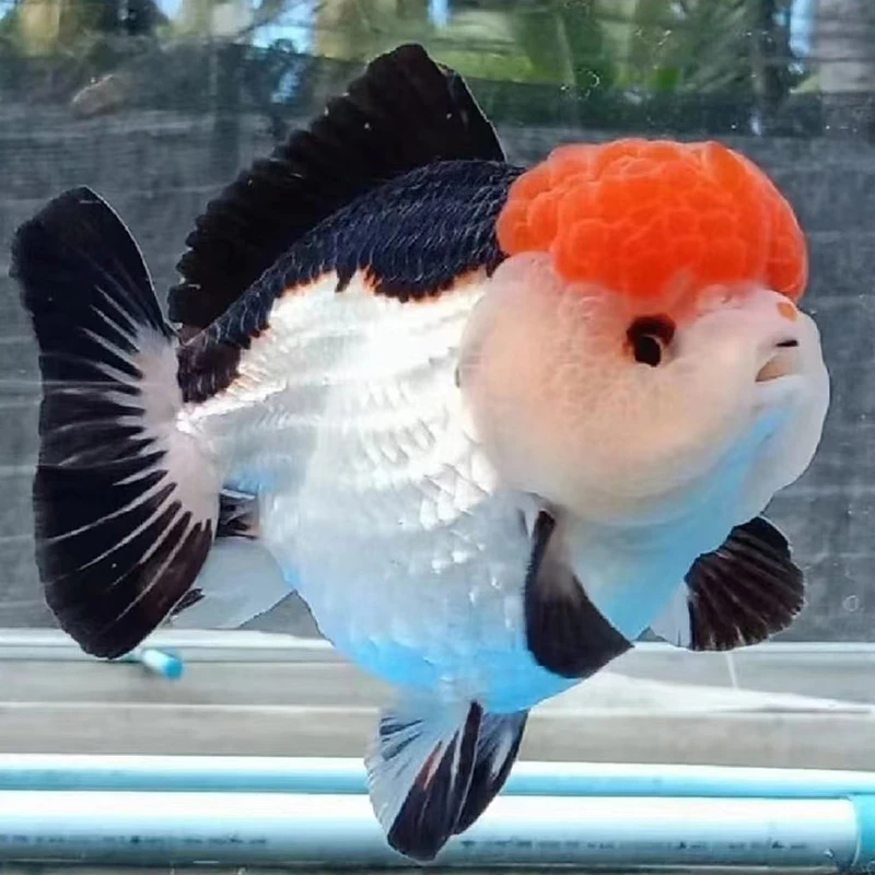 泰国原泰进口玛丽大将军泰狮长尾百褶金鱼广温淡水鱼兰寿金鱼